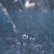 Dandelions Dandelions
